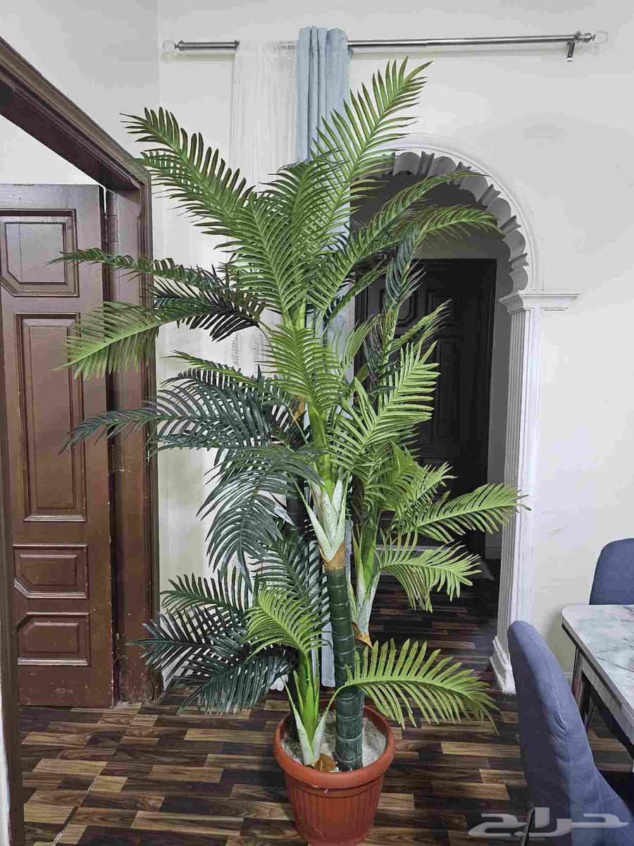 شجره نخيل صناعيه كبيره64547110384129111