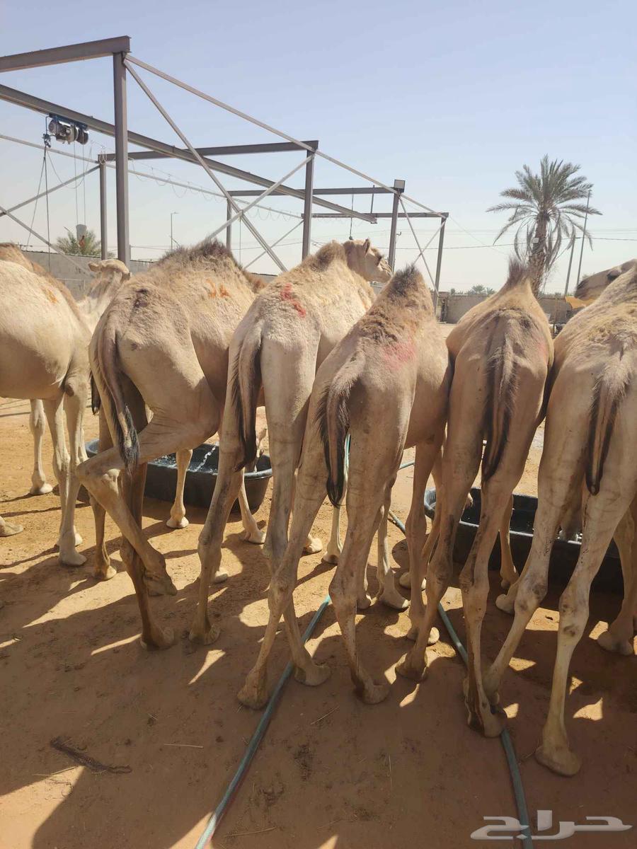 قعدان صومالي فاخر64544354557314111