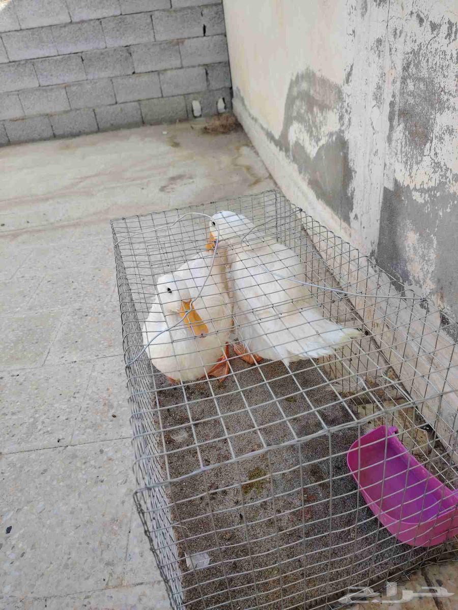 بط للبيع64545417385346111