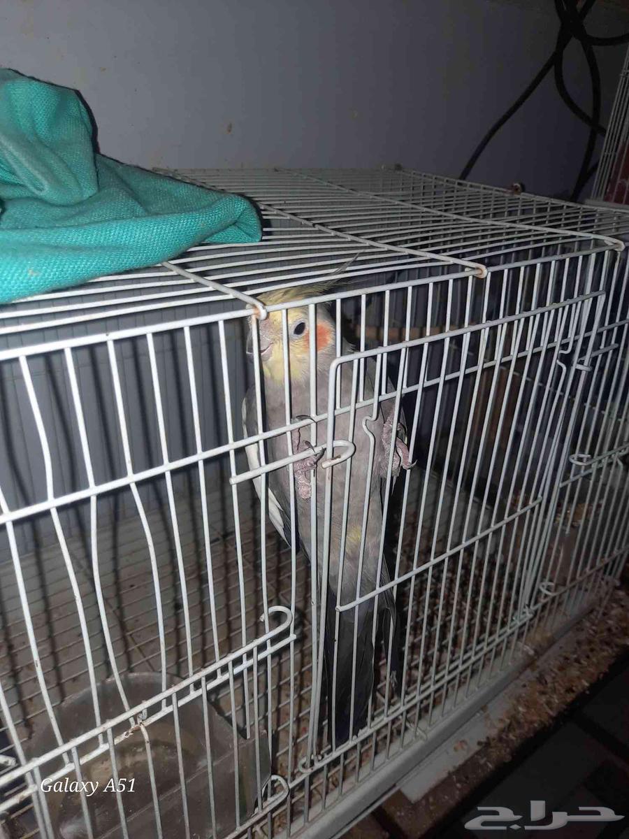 ببغاء كروان للبيع64544114807426110