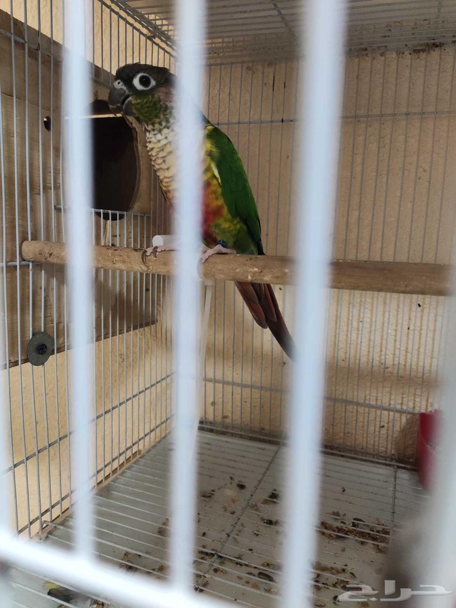 للبيع جوز كنيور بلو سايد منتج شرط64553257274883111