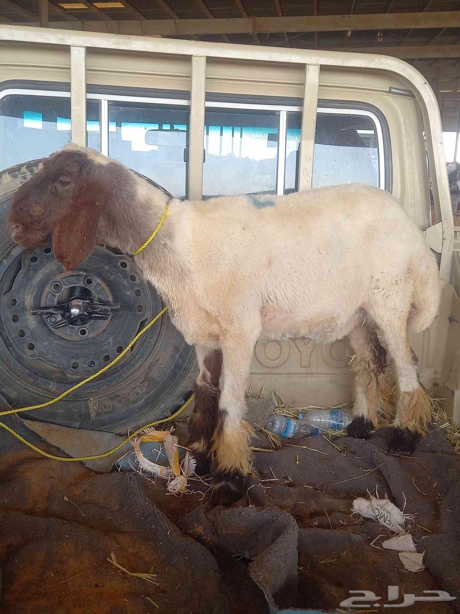 رخله جذعه للبيع64545799869699110