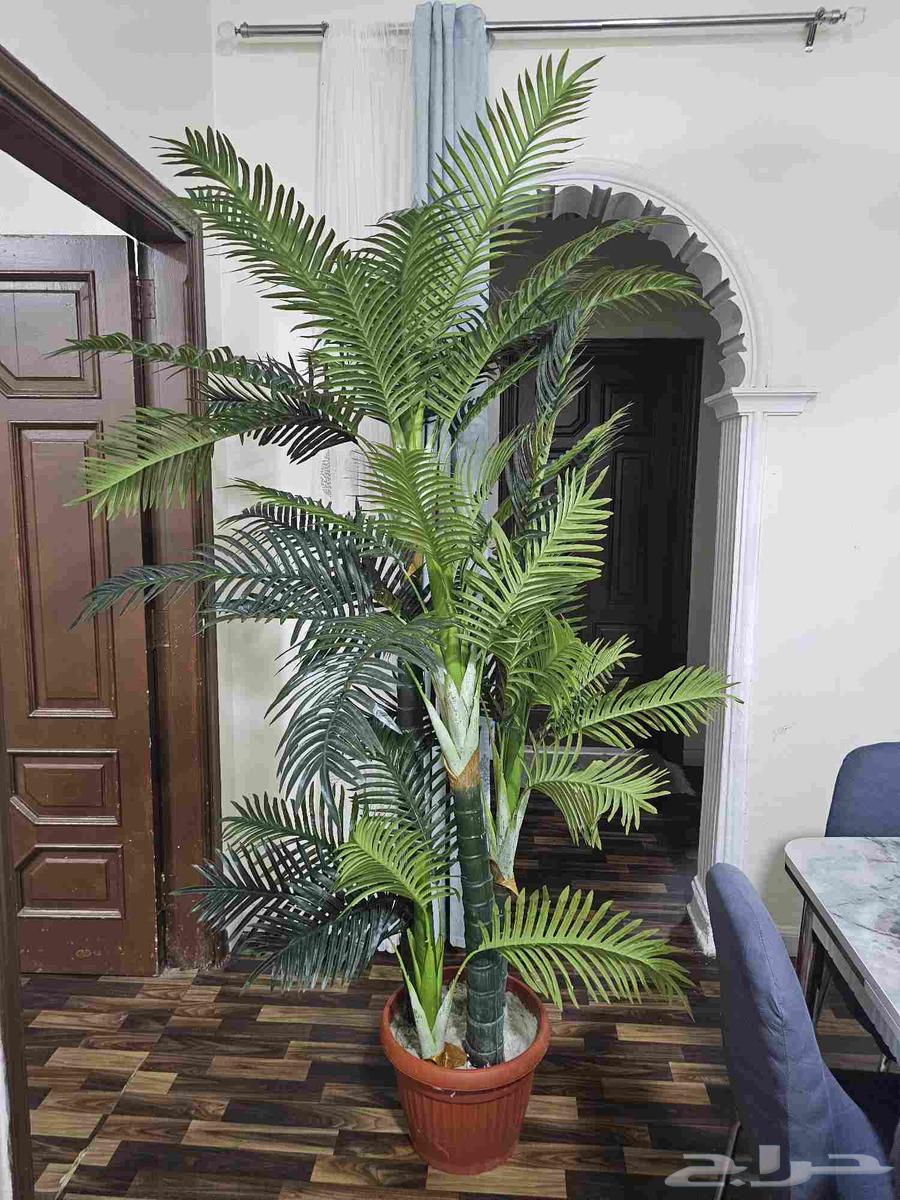 شجره نخيل صناعيه كبيره64547110384129112