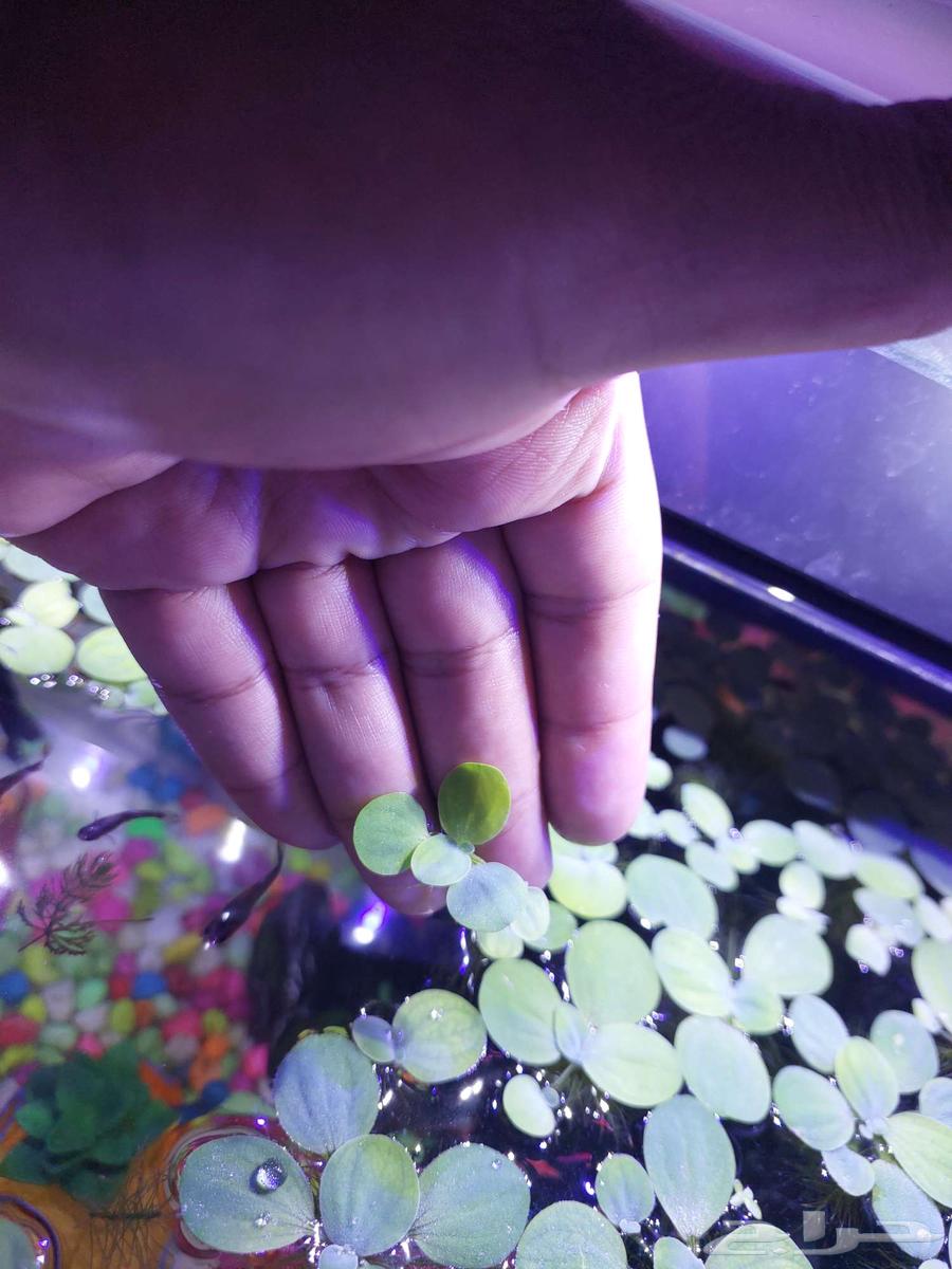 خس الماء لأحواض الزينه64547221607681111