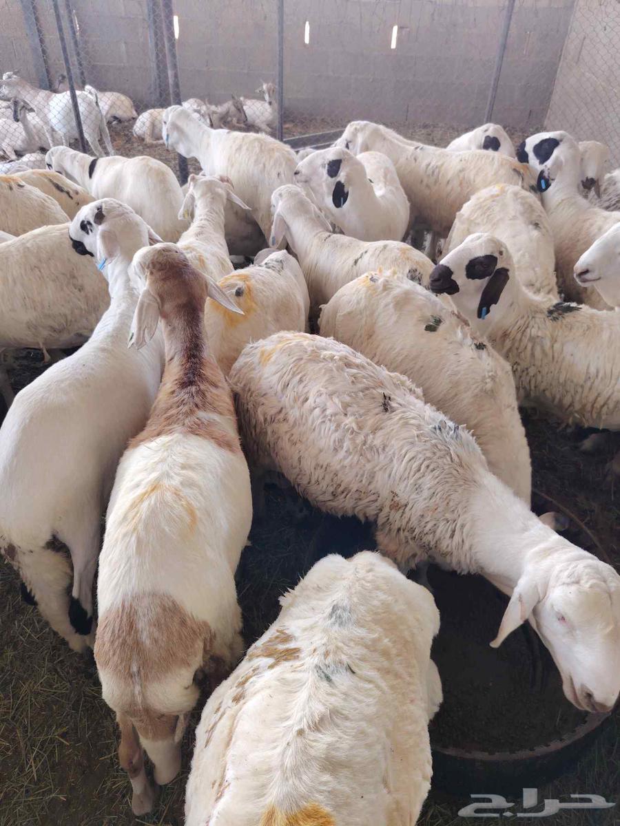 لدينا السواكني المرابي الجدعان64549093058946111