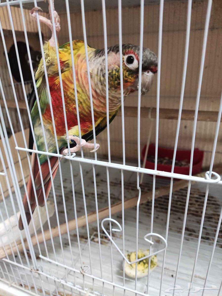 للبيع جوز كنيور بلو سايد منتج شرط64553257274883110