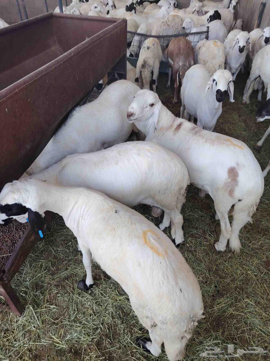 لدينا السواكني المرابي الجدعان64549093058946110