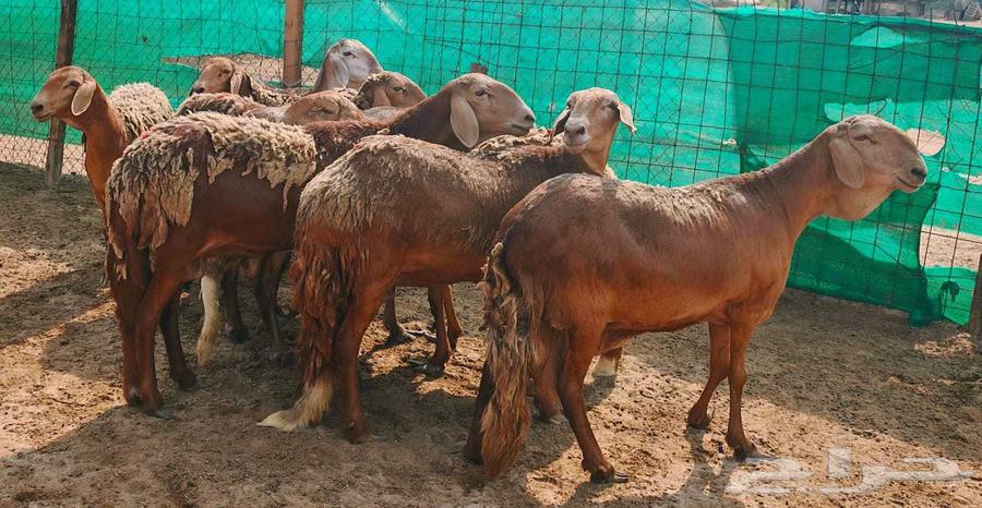 سواكنيات حمري مقاني تم البيع64545898873731114