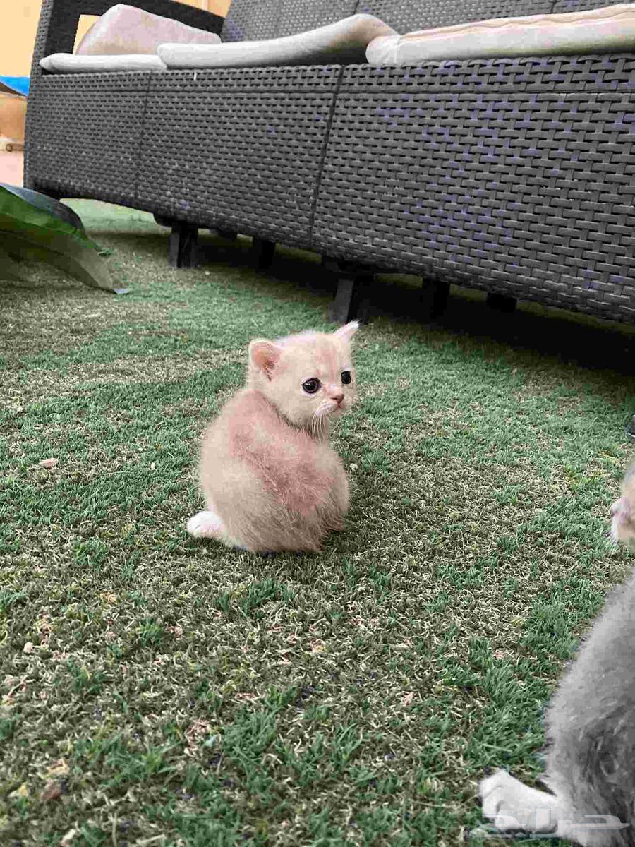 Scottish Fold kittens trained and vaccinated for sale, no adoption64544636039554113