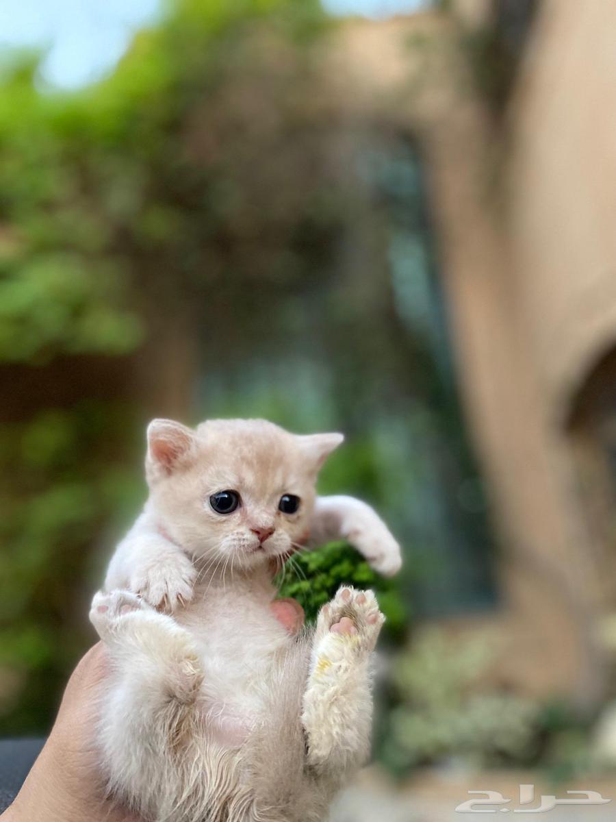 Scottish Fold kittens with special colors for sale, no adoption64551233505027111