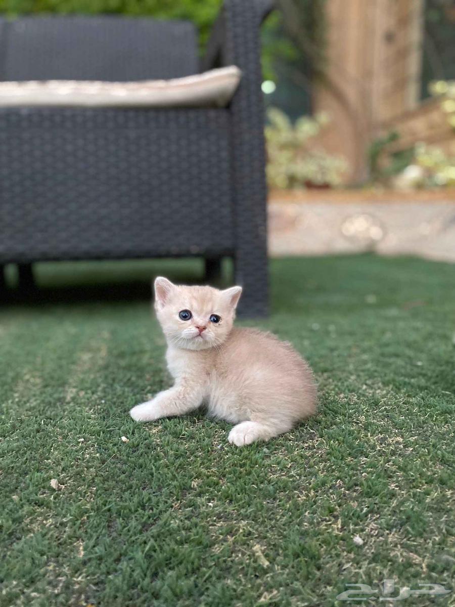 Scottish Fold kittens trained and vaccinated for sale, no adoption64544636039554112