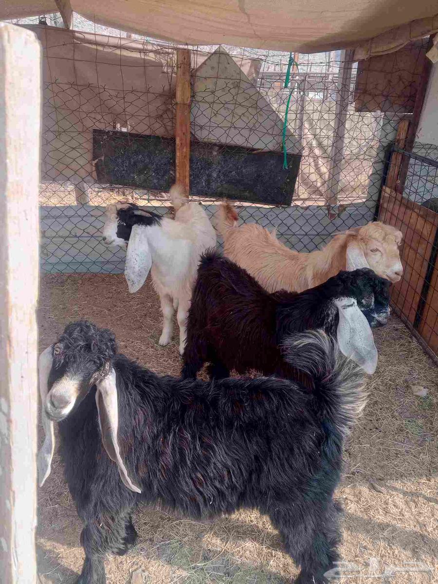 4 تيوس جذعان نظيفه للبيع64545687480065110