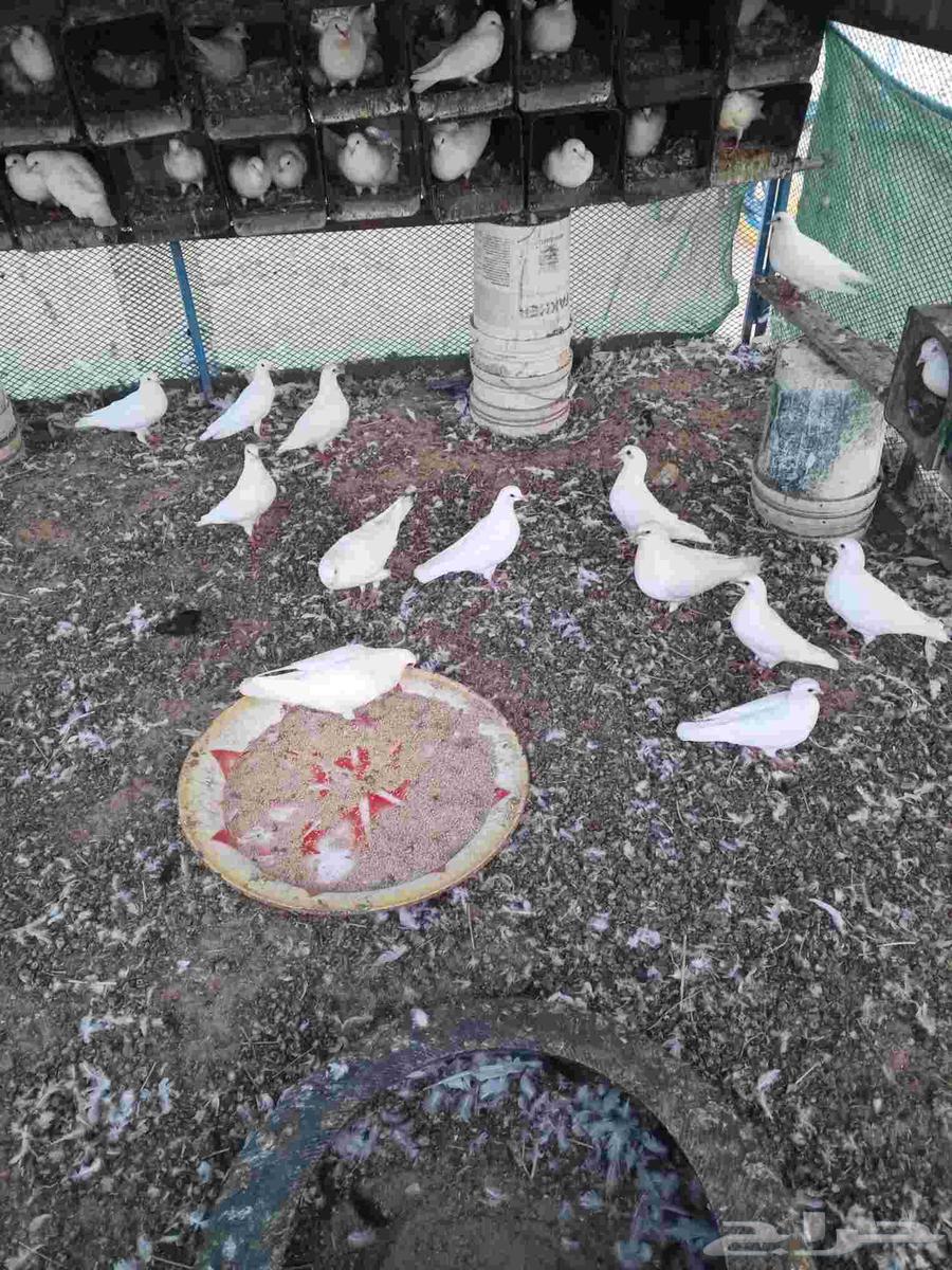 حمام فرنسي للبيع تقريبا  200جوز64550132066177111