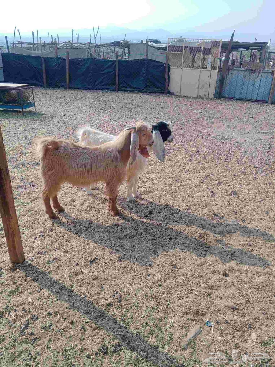 4 تيوس جذعان نظيفه للبيع64545687480065111