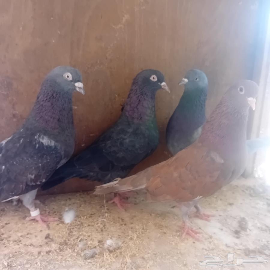 Masha Allah, blessed be God, two pairs of Qatif dates for sale64553058507138110