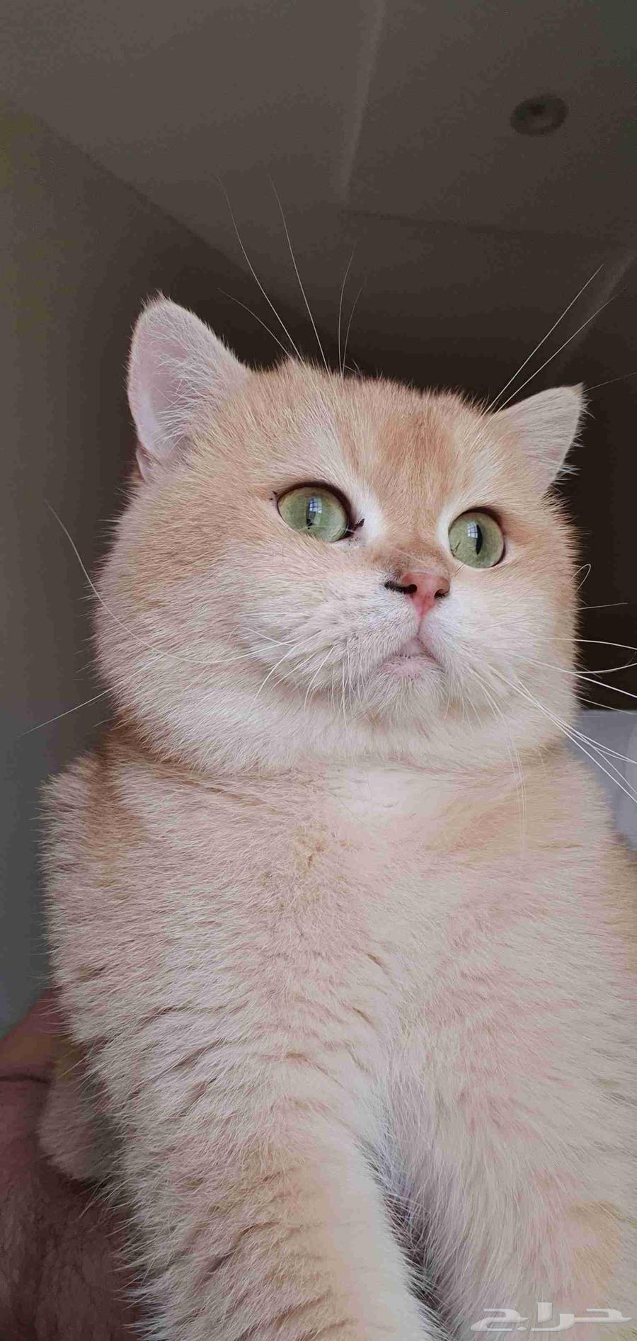 ذكر برتش Ny12 للبيع64550945838722111