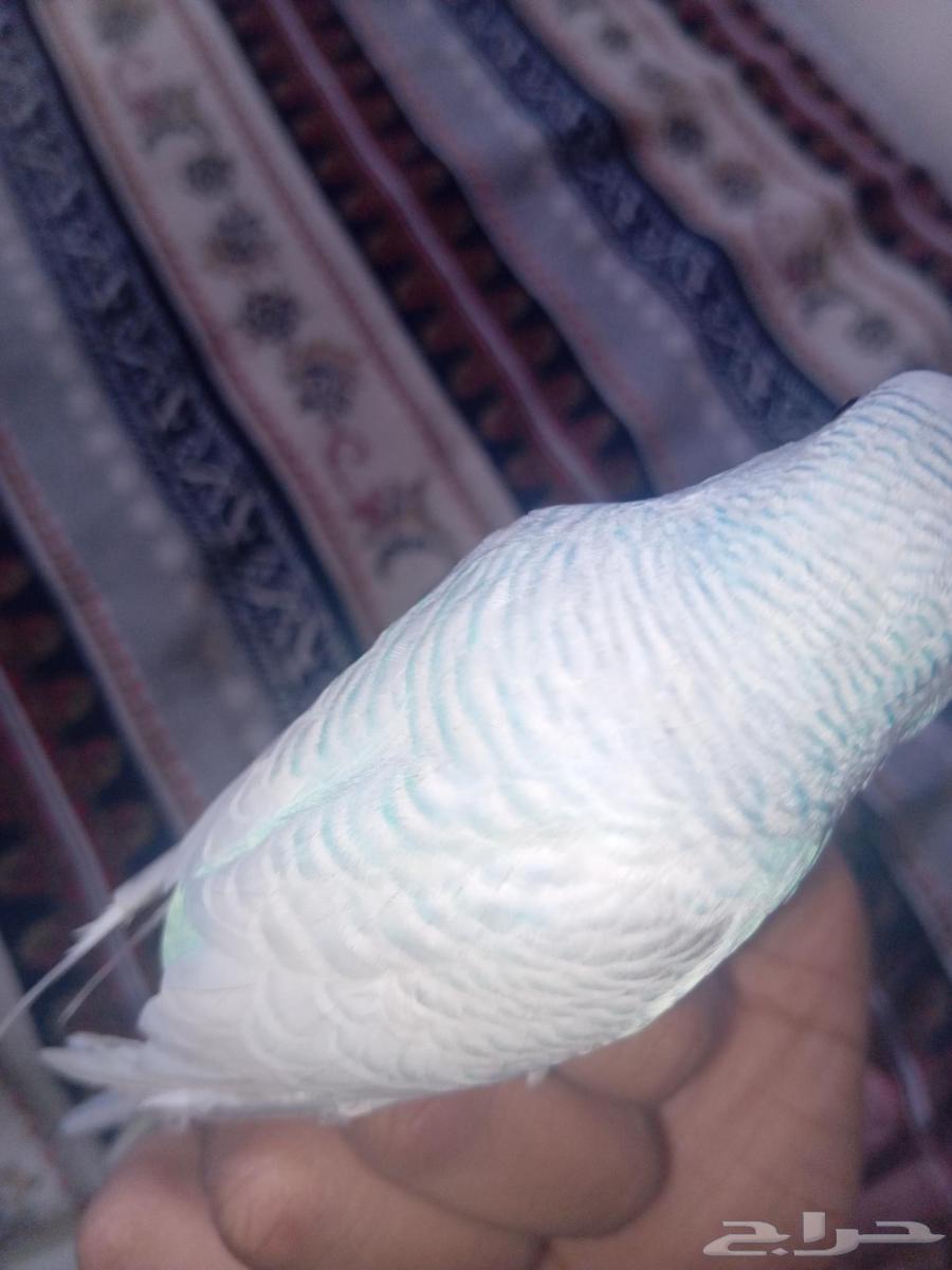 طير بادجي مروض64553115414273112