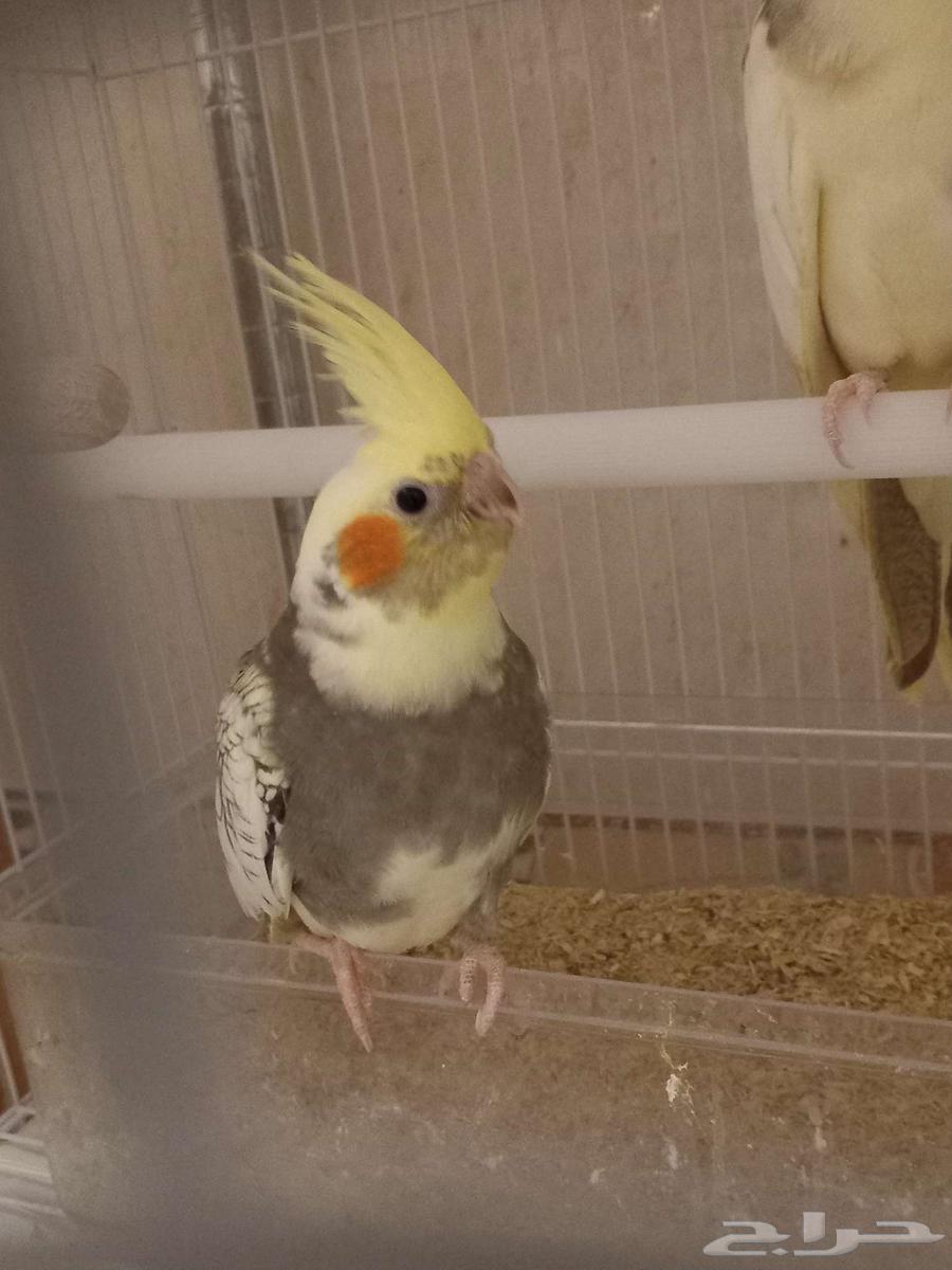 للبيع أربعة كروان لاتيني مصبع وواحد لاتيني (تم البيع)64550803577986110