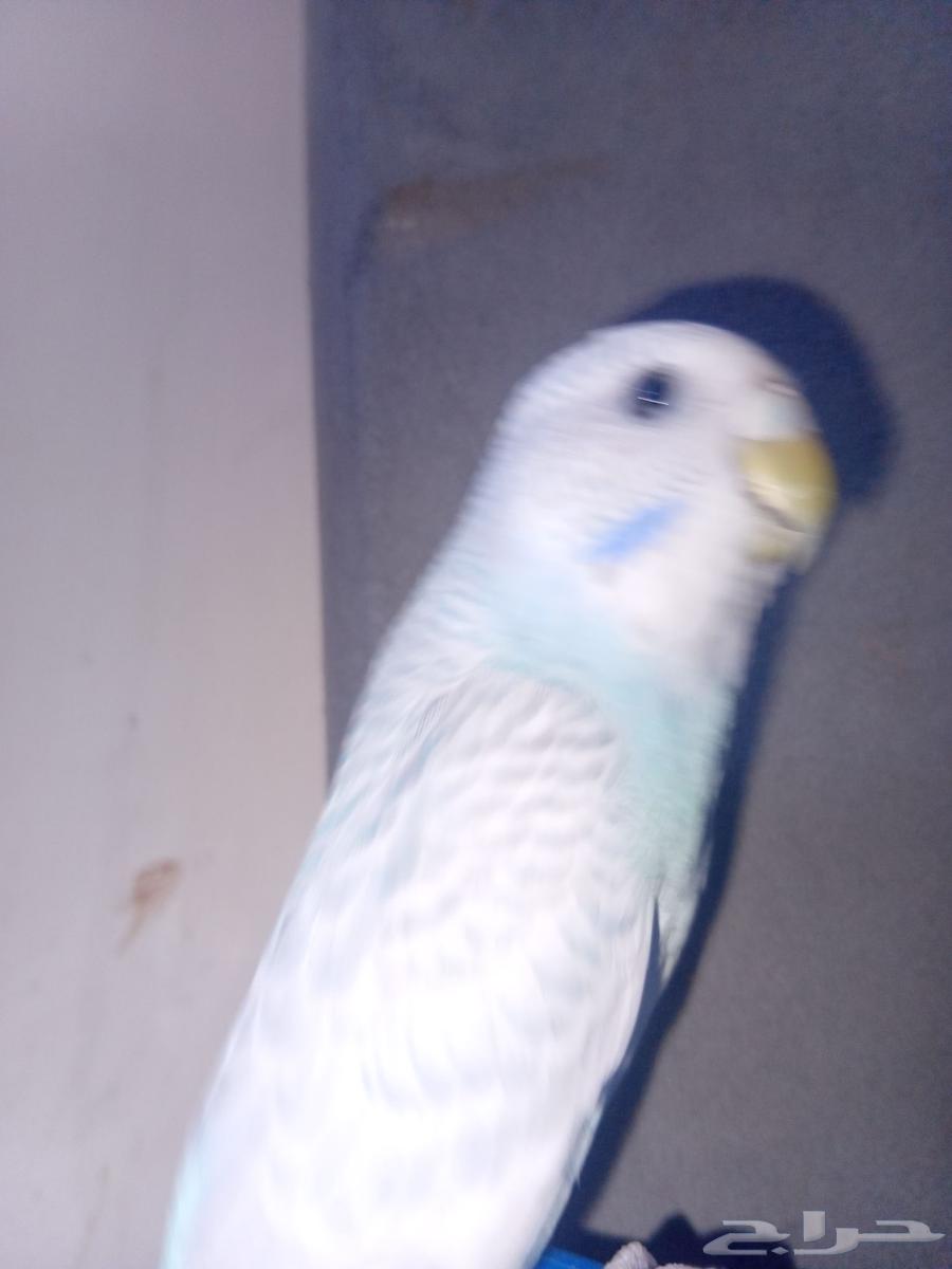 طير بادجي مروض64553115414273113