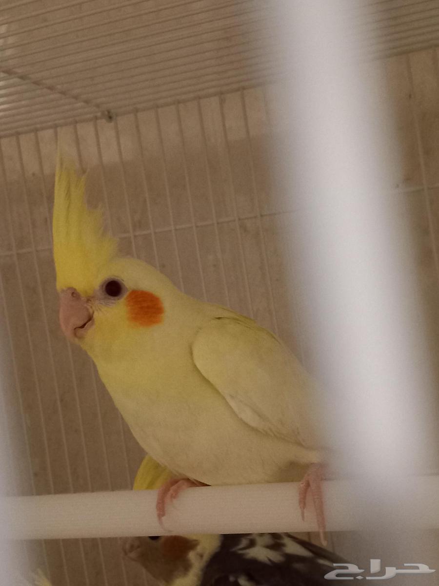 للبيع أربعة كروان لاتيني مصبع وواحد لاتيني (تم البيع)64550803577986113