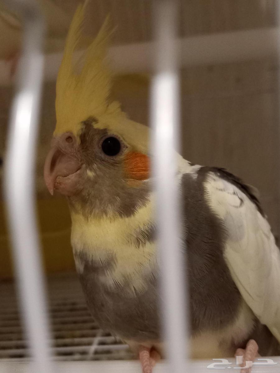 للبيع أربعة كروان لاتيني مصبع وواحد لاتيني (تم البيع)64550803577986112