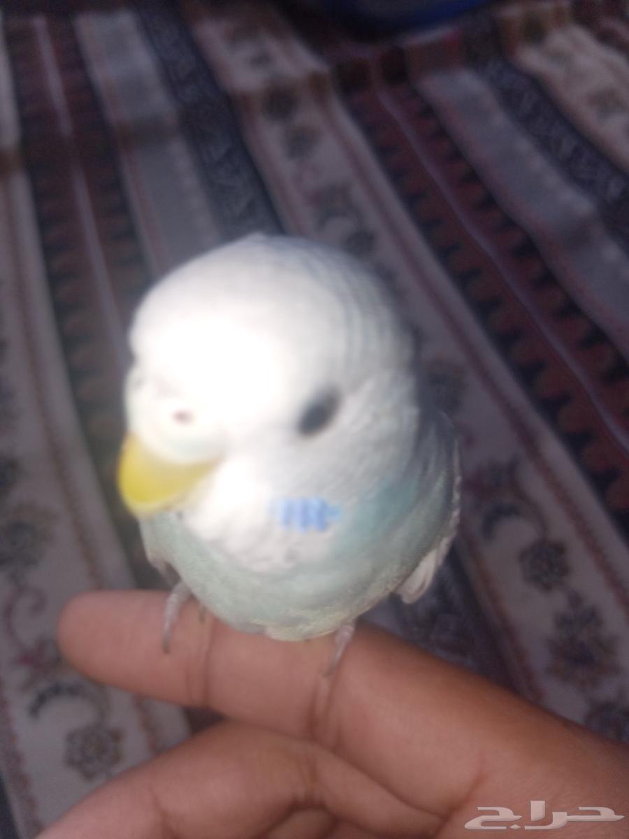 طير بادجي مروض64553115414273111