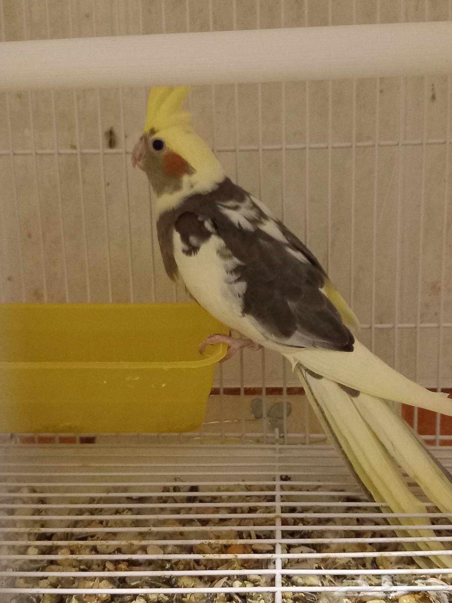 للبيع أربعة كروان لاتيني مصبع وواحد لاتيني (تم البيع)64550803577986111