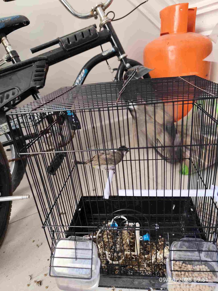 بلبل عدد 2 ب 50 ريال مع القفص و الاكل64546082330369112