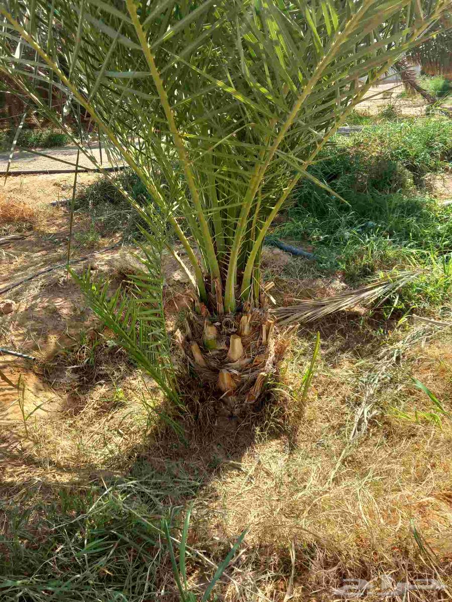 نخيل مثمر إخلاص برحي مصيفه هلالي صقعي مجدول شيشي ونانه دخيني64547819069185112