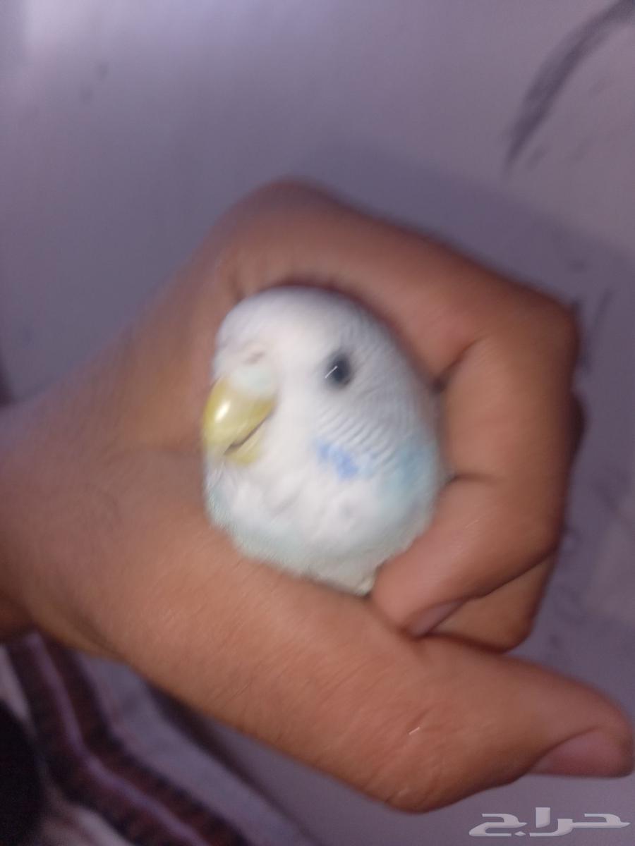طير بادجي مروض64553115414273114
