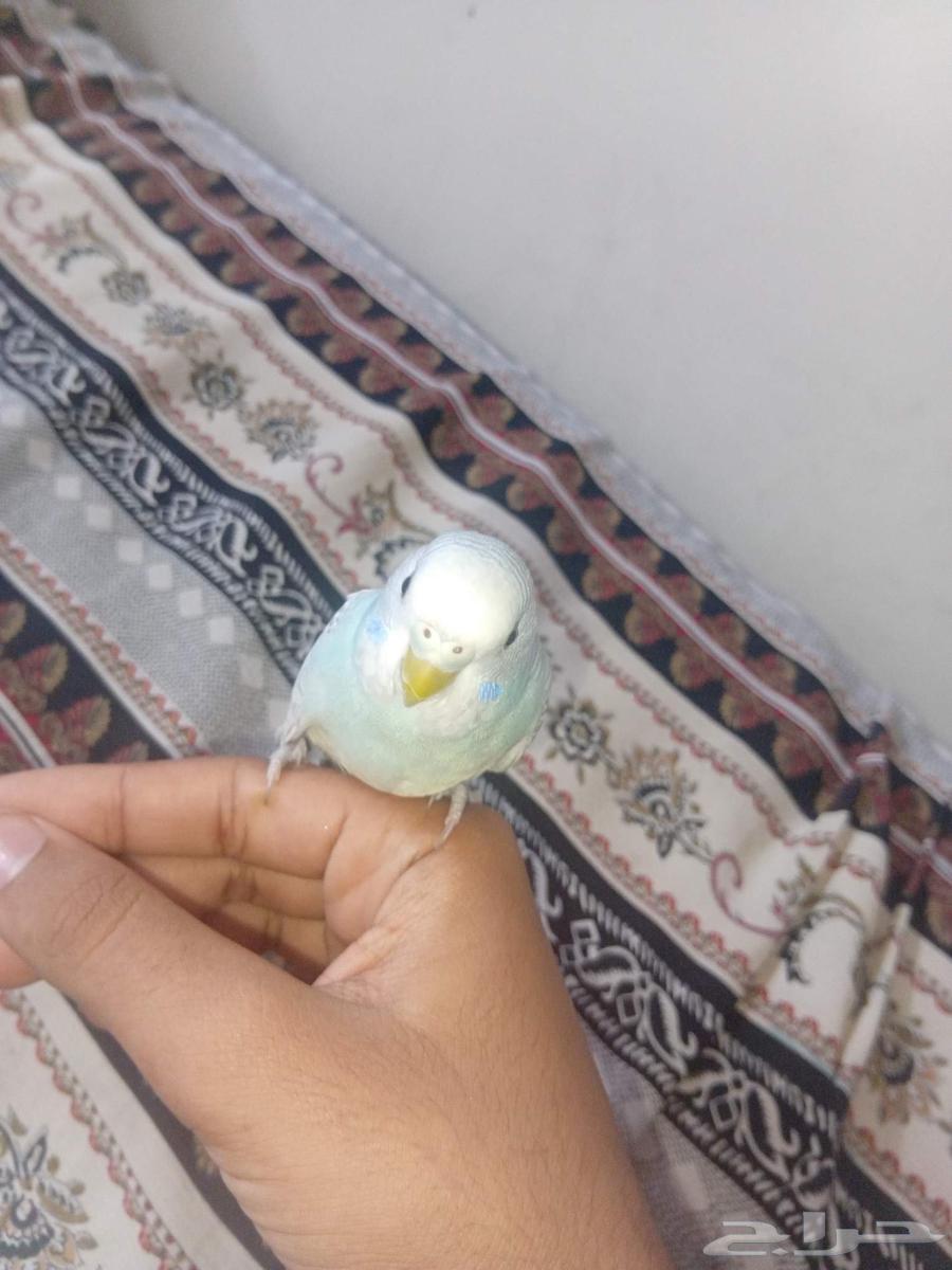 طير بادجي مروض64553115414273110