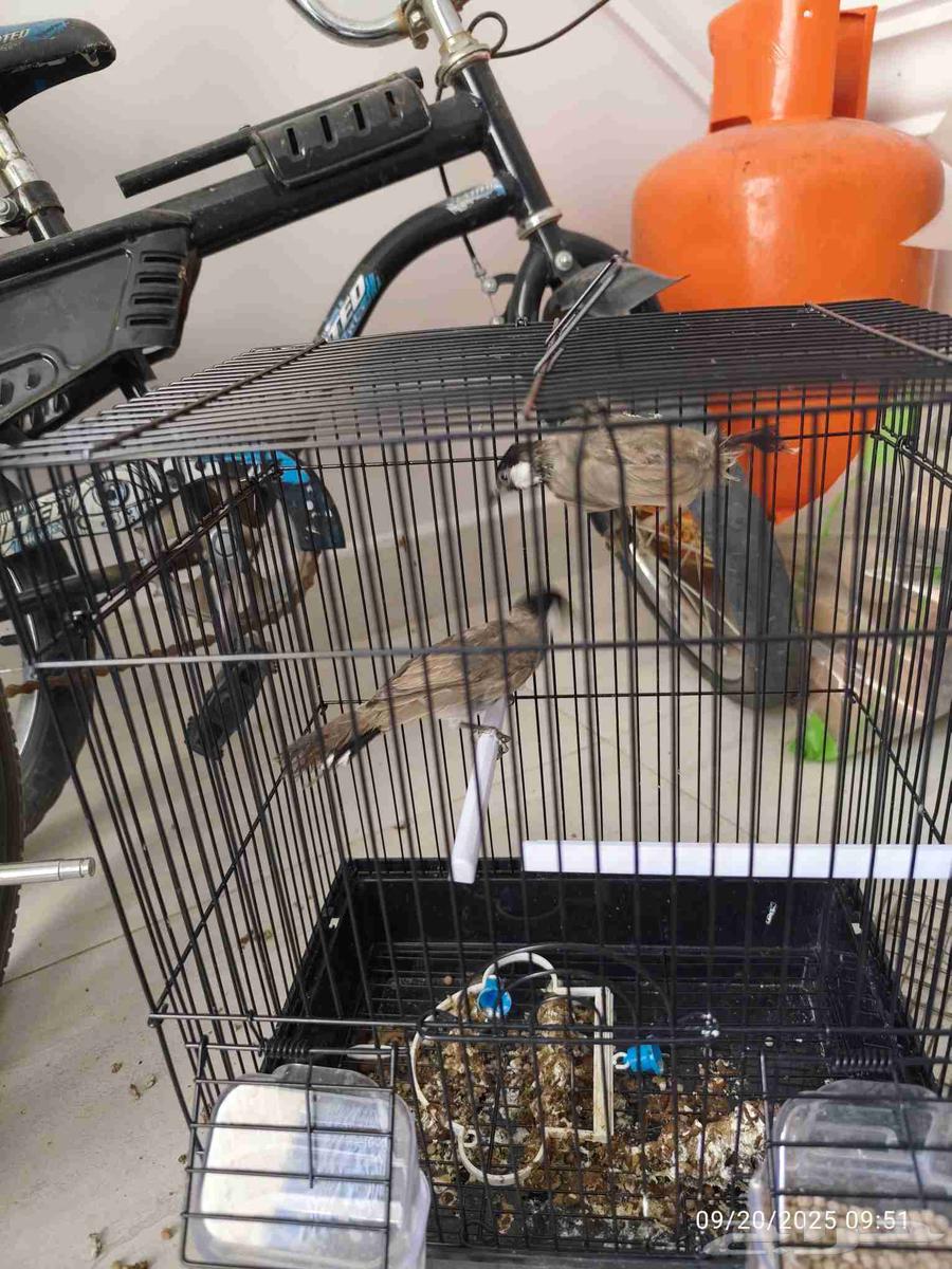 بلبل عدد 2 ب 50 ريال مع القفص و الاكل64546082330369110