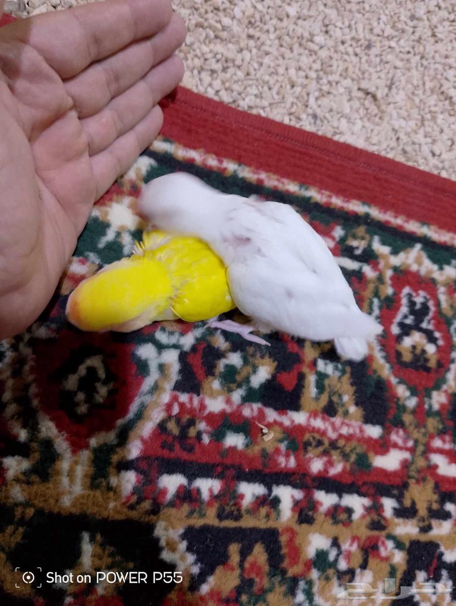 فرخين روز اليينو ولاينو. تم البيع64551161548162111