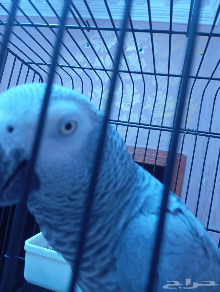 بغبغاء كاسكو اليف64546253494401112