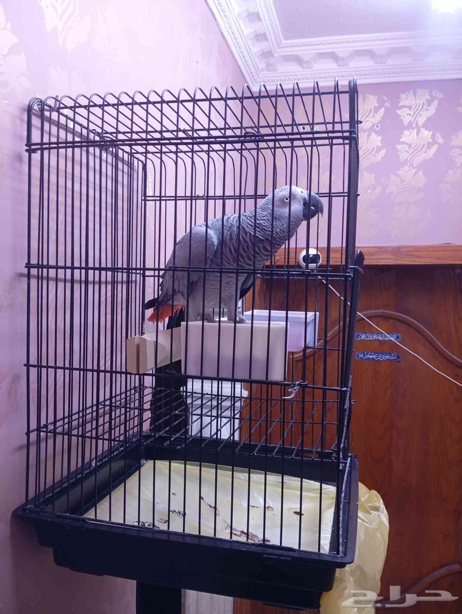 بغبغاء كاسكو اليف64546253494401111