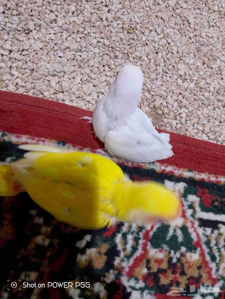 فرخين روز اليينو ولاينو. تم البيع64551161548162110