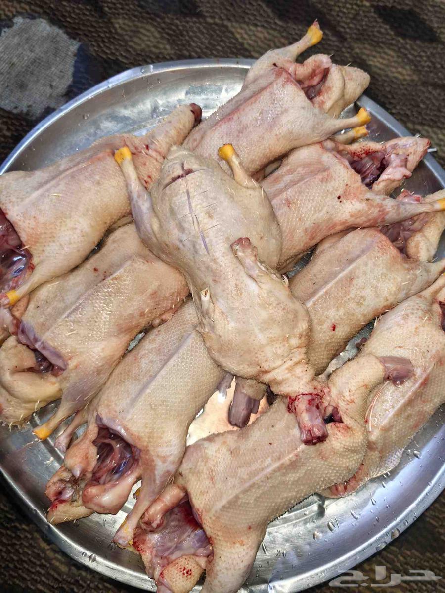 بط بكين64548014450819110