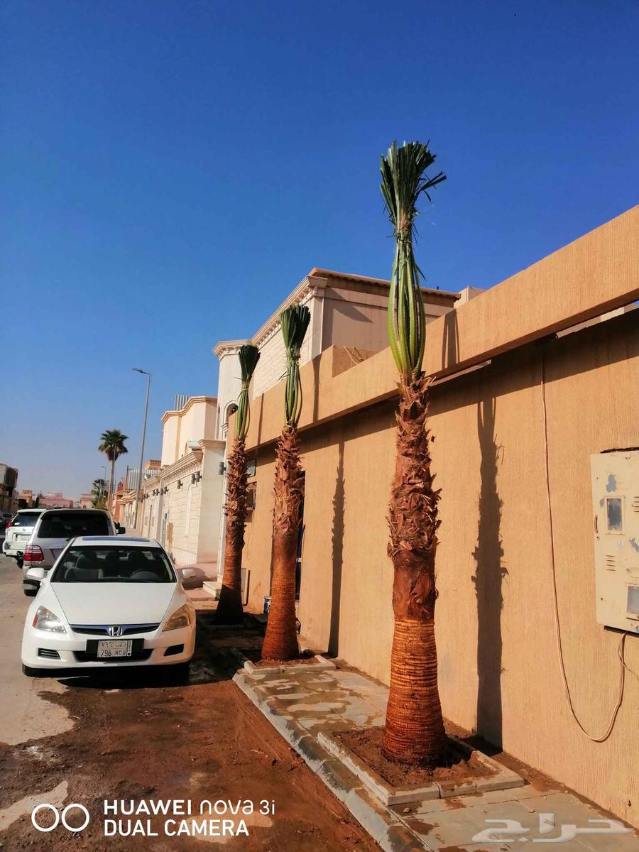 نخيل واشنطن زينه64152139748225112