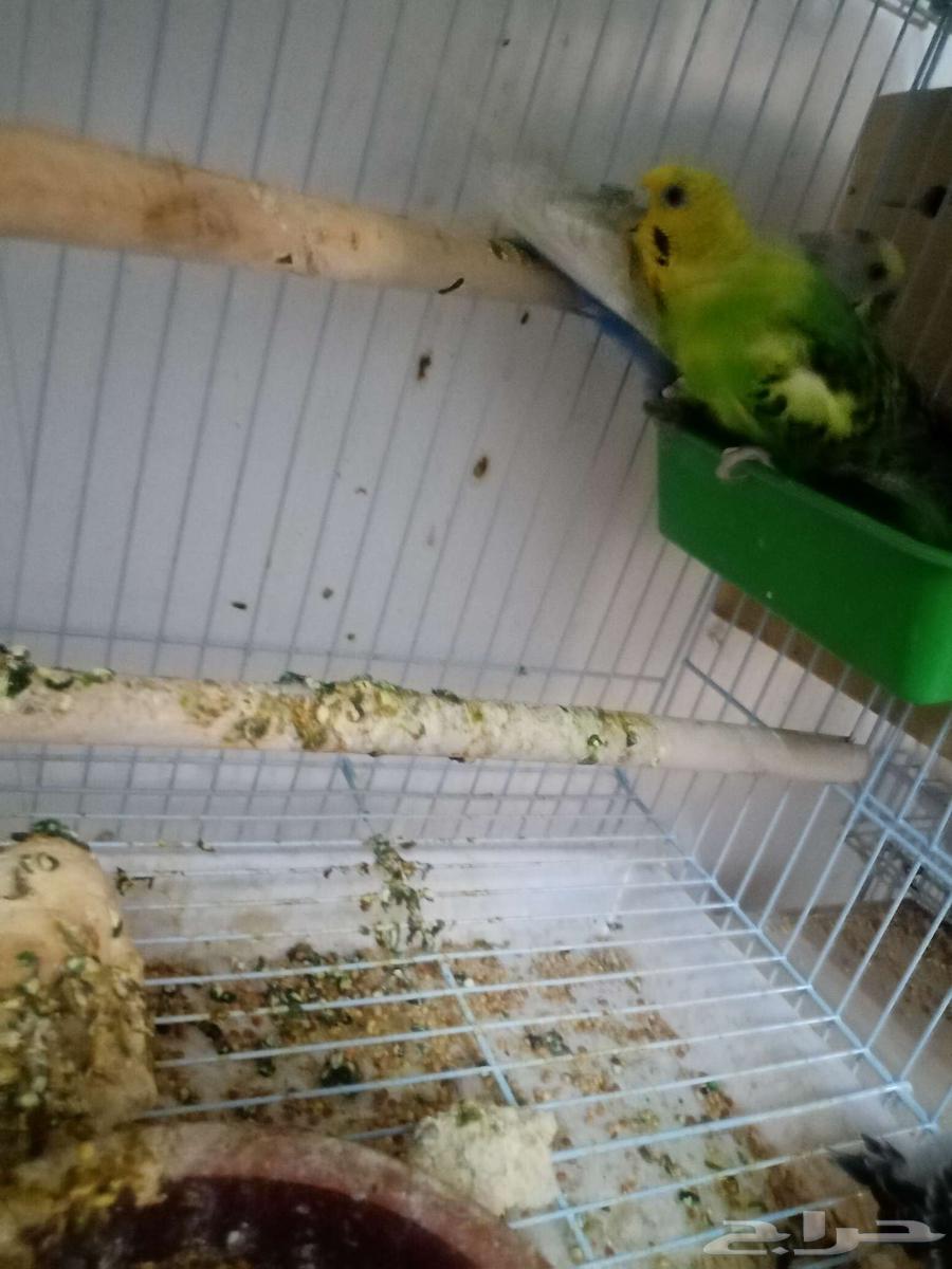 Pair of budgerigars conditioned for breeding under chick64552576461570113