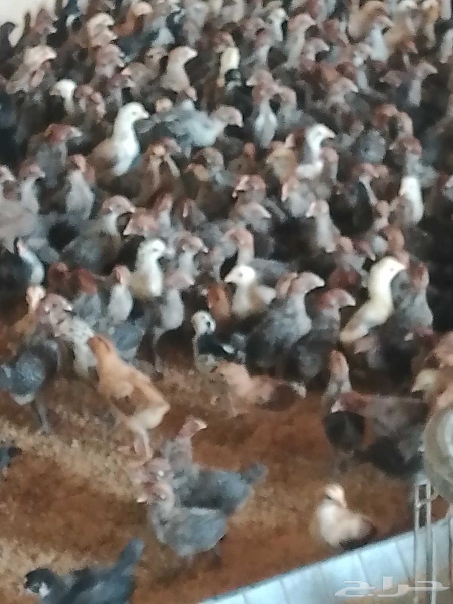 صوص بلدي وفيومى للبيع عمره 18يوم64545508670977110