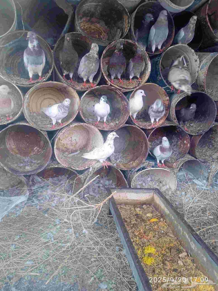 20 pairs of mixed pigeon coop with chicks, healthy and productive, God willing64550025262210112