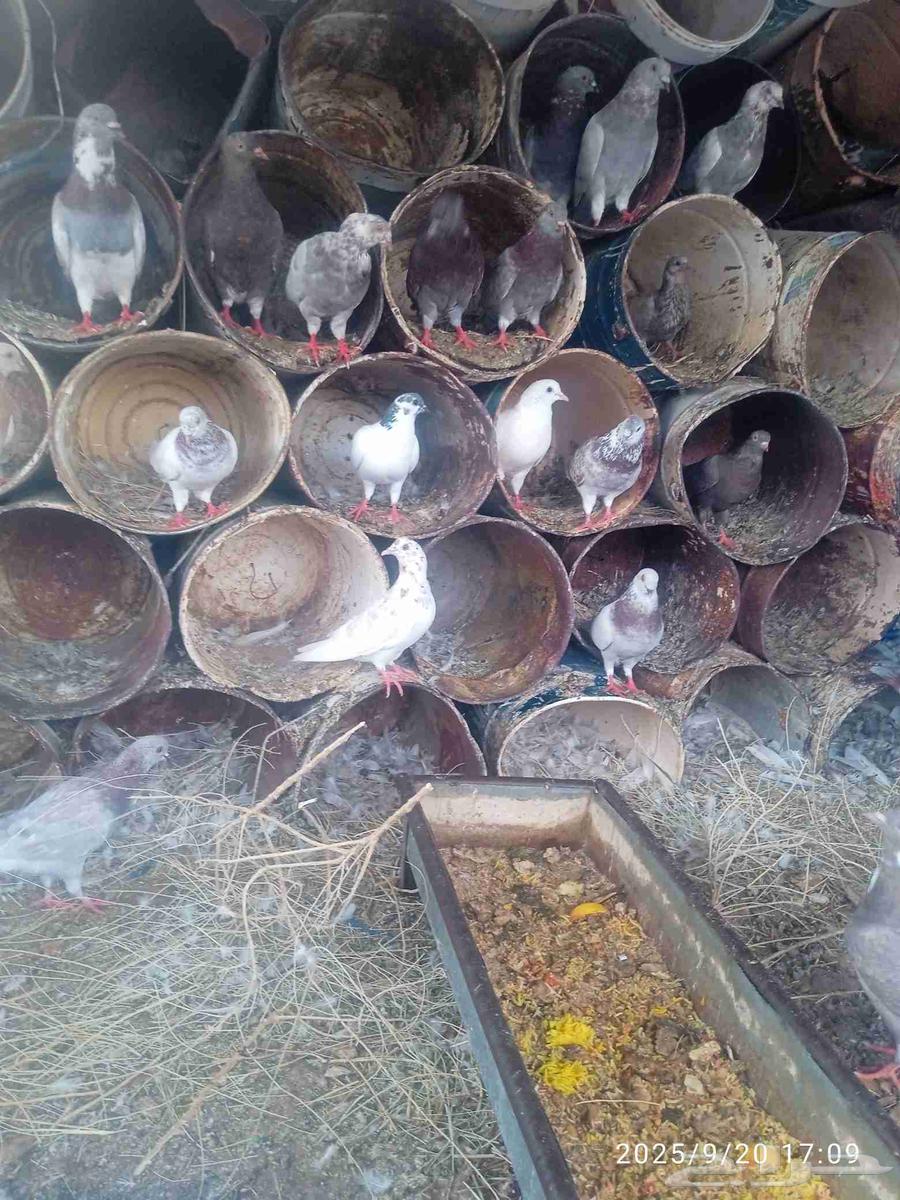 20 pairs of mixed pigeon coop with chicks, healthy and productive, God willing64550025262210111