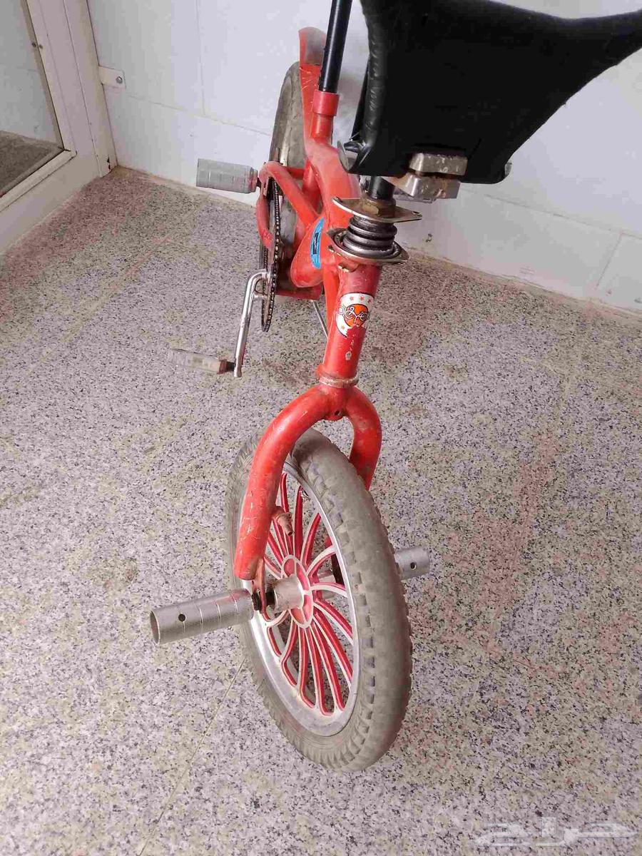 كوبرا مدبل للبيع او البدل64548084424193113