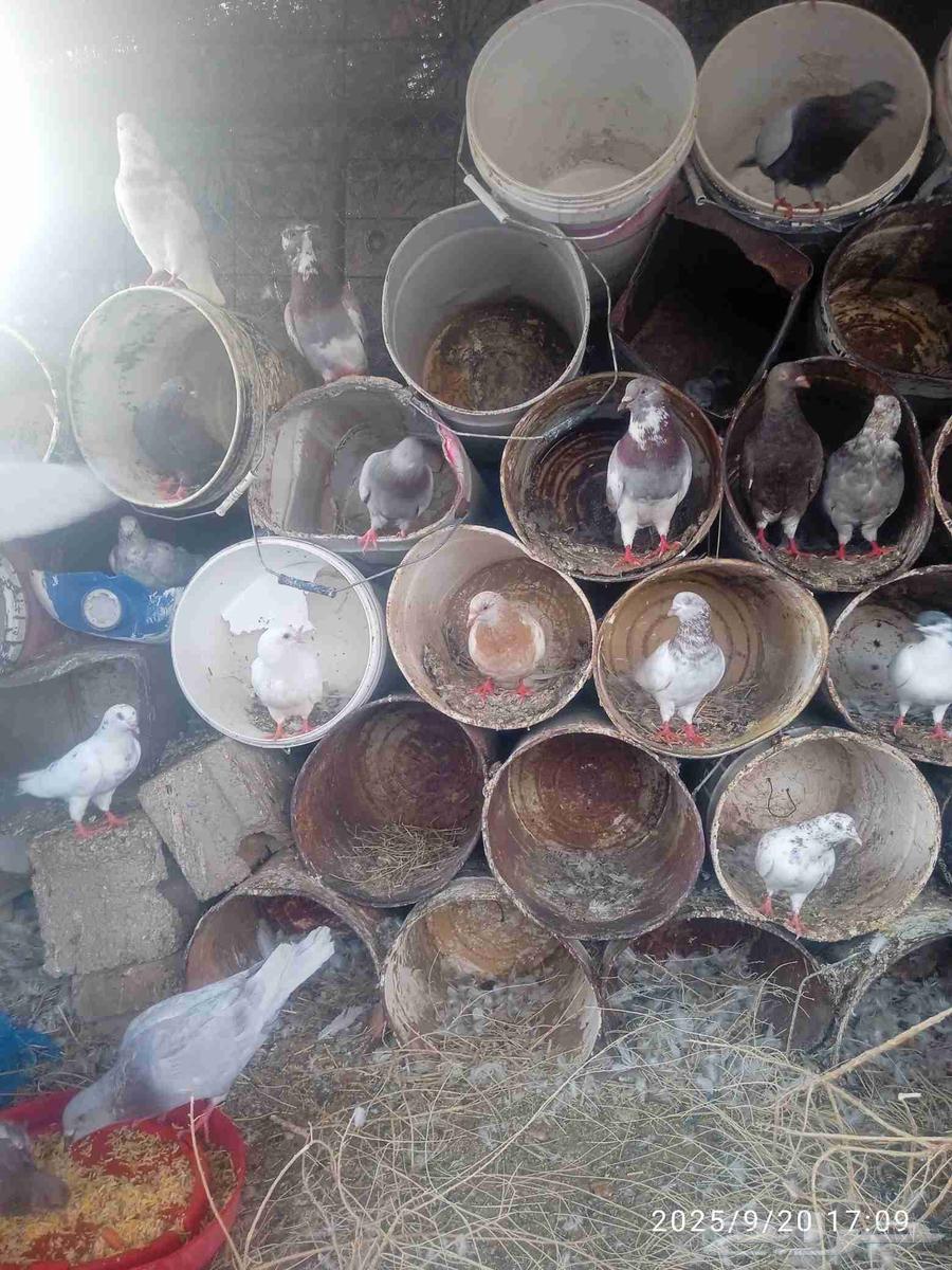 20 pairs of mixed pigeon coop with chicks, healthy and productive, God willing64550025262210113