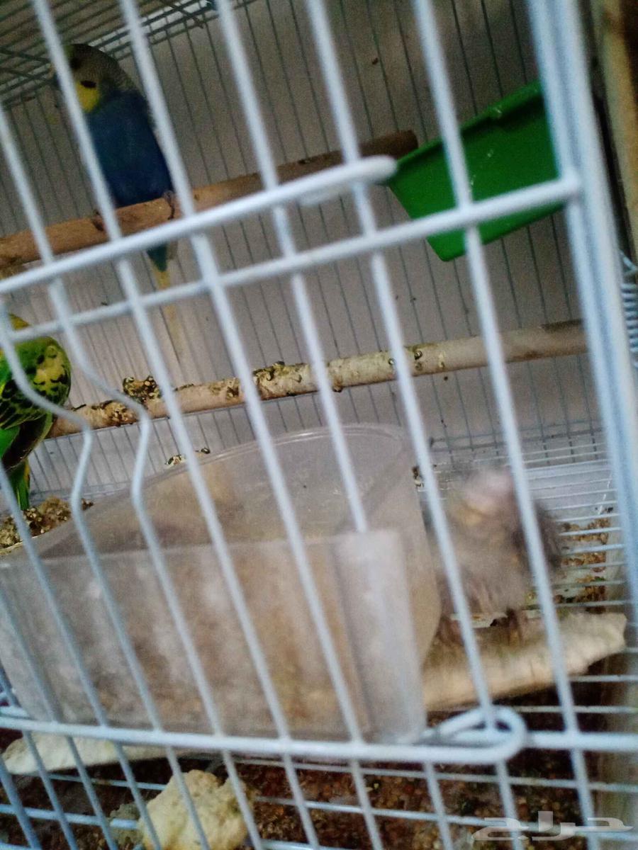 Pair of budgerigars conditioned for breeding under chick64552576461570114