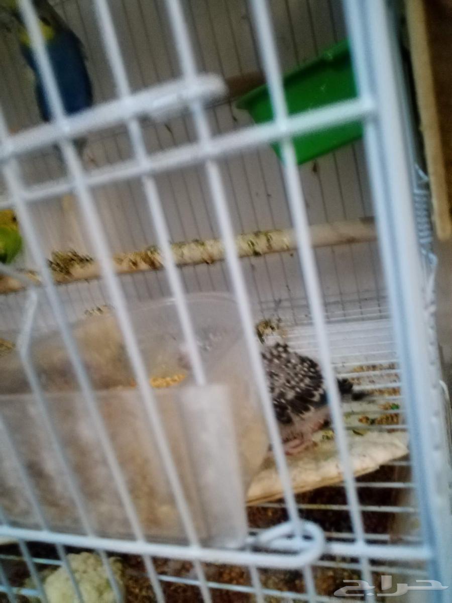 Pair of budgerigars conditioned for breeding under chick64552576461570111