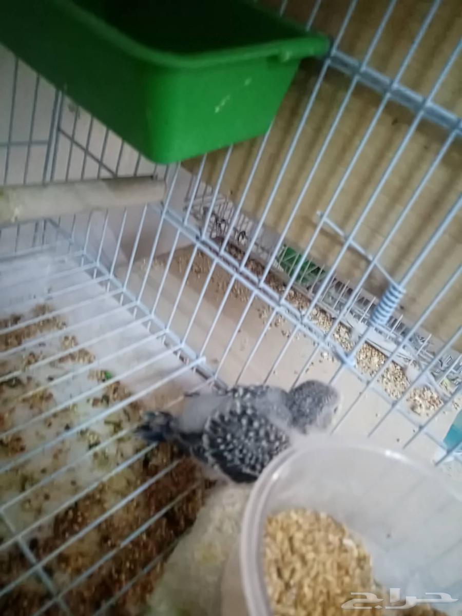 Pair of budgerigars conditioned for breeding under chick64552576461570112