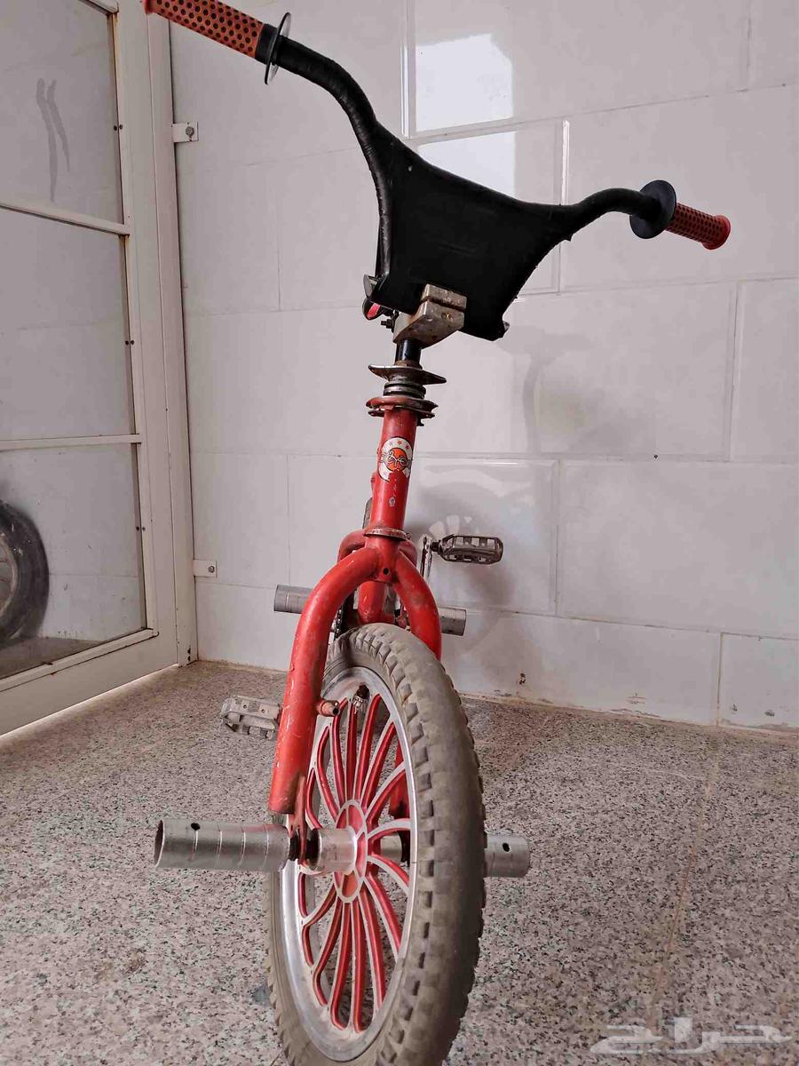 كوبرا مدبل للبيع او البدل64548084424193114