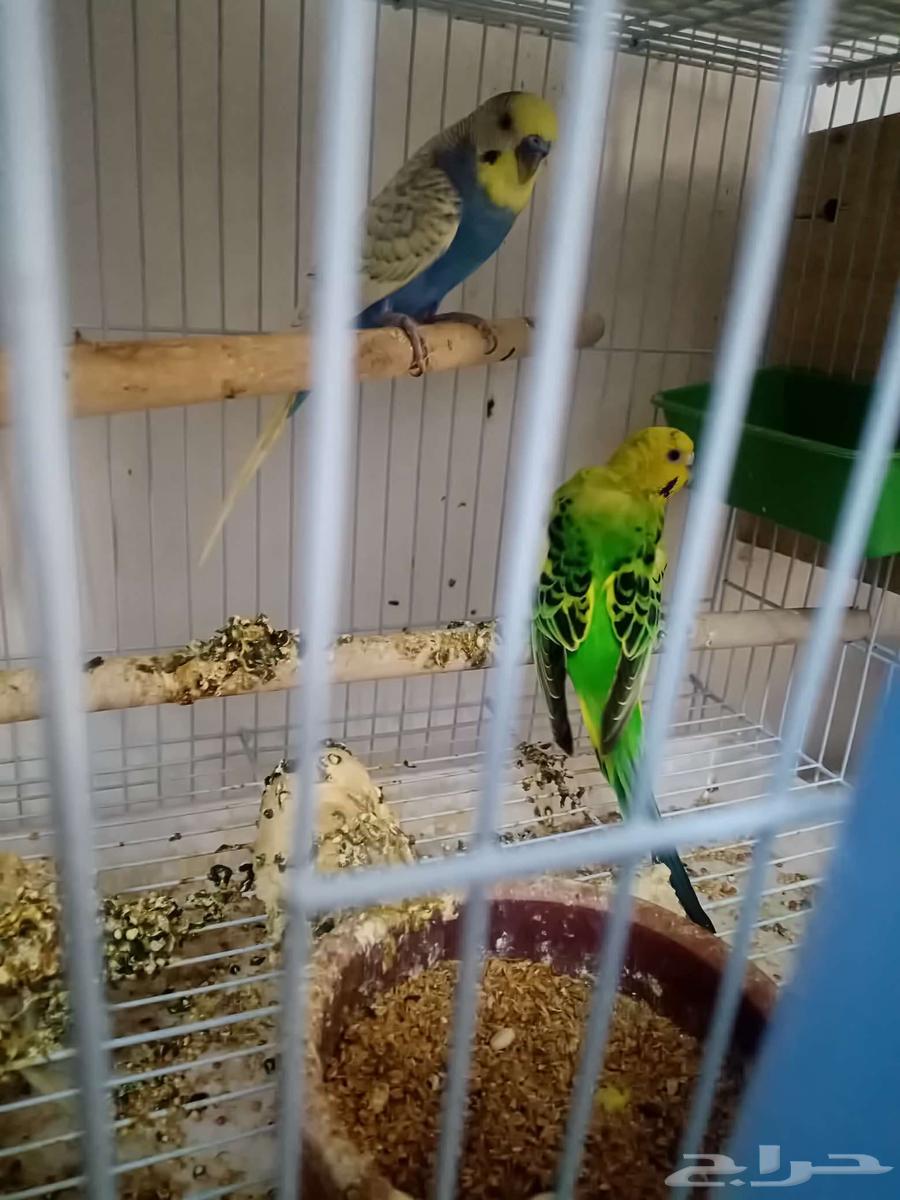 Pair of budgerigars conditioned for breeding under chick64552576461570110