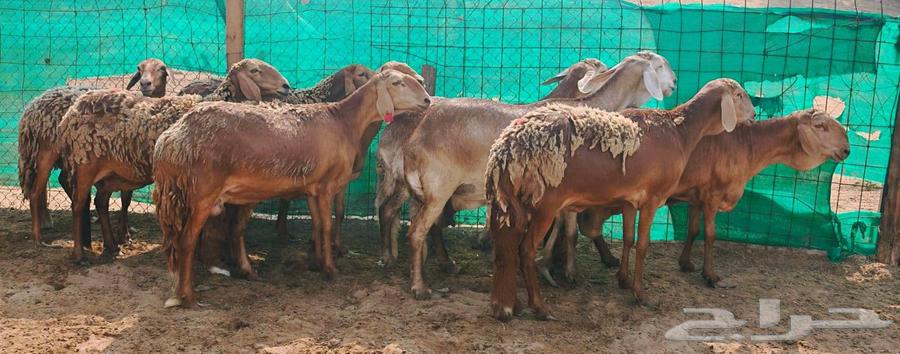 سواكنيات حمري مقاني تم البيع64545898873731111